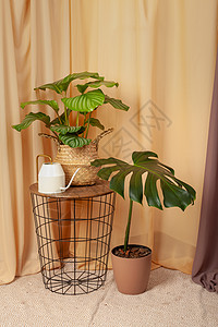 仍然有植物和水的活物 在棕色窗帘背景上生长桌子叶子热带异国雨林图案姜目条纹空气图片