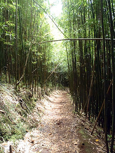 竹布森林的轨迹树木踪迹途径小路通道人行道历史性栅栏风景地标图片