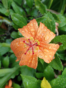 红橙花上的雨滴 在盛开的希比斯库斯图片