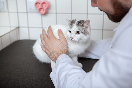 男兽医和猫在诊所考试宠物男人卫生医院胡子疫苗疾病保健检查图片