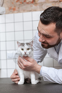 男兽医和猫在诊所检查工作福利胡子药品考试保健注射医生治疗图片