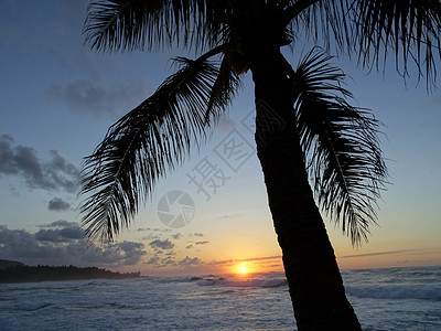 日落穿过椰子树 在海洋上与波浪滚动图片