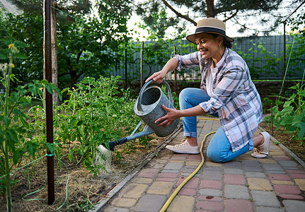 启发了关心种植番茄苗的女农民 在有机蔬菜花园中为种植植物浇水 (a) 使农村妇女受到鼓舞图片