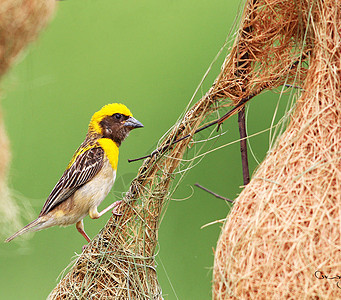 世上最美的鸟游记旅游世界旅行行社鸟类背景图片
