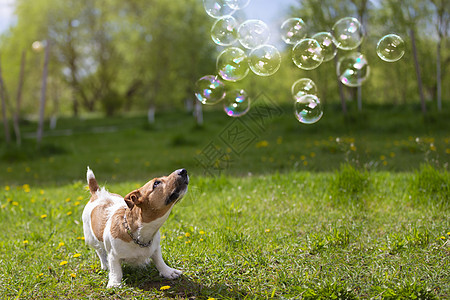 狗品种杰克·罗瑟看绿草上的肥皂泡 自然界的漂亮狗图片