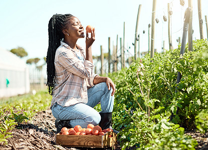 美国花园年轻的农民享受着新鲜番茄的香味 农民收获有机西红柿 非洲裔美国农民拿着一个生的 成熟的西红柿 闻到新鲜西红柿的农夫背景