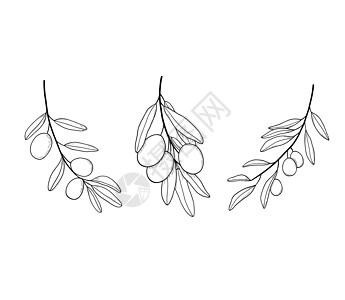 橄榄树分线艺术绘画 矢量图 将橄榄叶与白色的橄榄叶隔离在白上 地中海烹饪植物素描图片