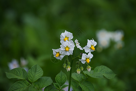 土豆花花花花 花花马铃薯植物活力农业园艺绿色紫色季节叶子蔬菜场地花园图片