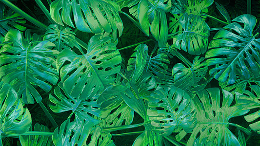 绿色抽象植物背景 3图片