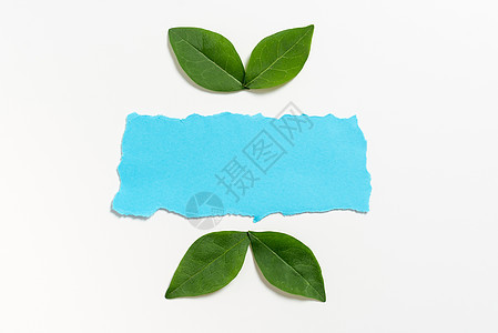 空纸板用鲜叶排列 用于创意横幅 用于商业广告和品牌推广布局的空白彩色纸和植物学床单框架生长绘画回收森林墙纸创造力绿色蓝色图片