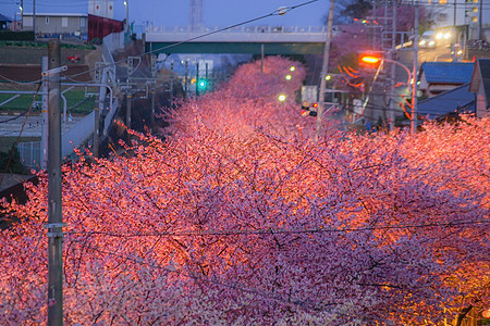 Miura海岸上的Kawazu 樱树村植物花瓣季节粉色樱花木头图片