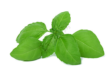 Basil 树枝 绿色叶叶 白背景与世隔绝赞成药品沙拉芳香植物叶子草本植物蔬菜食物草本图片