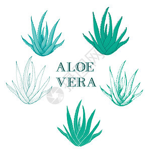 Aloe vera 手抽板 白底绝缘医疗设备图片