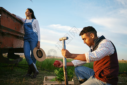 两个农民在田里干活 年轻的混血男人和黑发女人在他们的农田上一起工作 收获季节总是提供最好的有机农产品图片