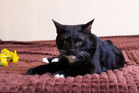 黑小黑猫在床上痛眼捕食者青光眼兽医宠物耳朵诊所胡子疾病猫科动物头发图片