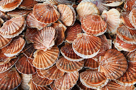 法国迪耶普海产食品市场新鲜扇贝英语烹饪盘子营养午餐食物贝类海鲜餐厅渠道图片