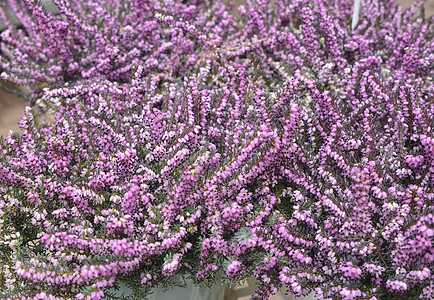 Calluna 有粉红花的植物图片