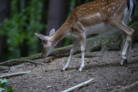 森林公园里有一只发现的小鹿吃草马拉野生动物男性动物哺乳动物动物群首席荒野公园草地图片