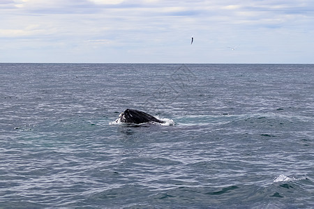 冰岛海岸附近座头鲸的近距离天空荒野旅游野生动物尾巴海滩北极星旅行蓝色鲸鱼图片