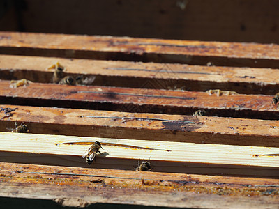 养蜂大师拔出一个带蜂蜜的框 从蚁群中的蜂巢里提取出来女王蜂生物检查乡村蜂窝男人职业收获细胞免疫图片
