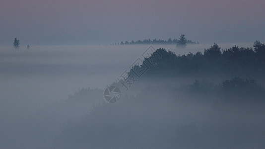 清晨山谷的森林非常雾雾 大气看起来很可怕 黑暗的语气和古老的图像树木松树明信片风景公园潮人薄雾环境爬坡阴霾背景图片