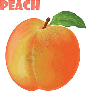 桃 桃子的形象 成熟多汁的桃子与一块石头 成熟的果实 素食维生素产品 矢量图图片