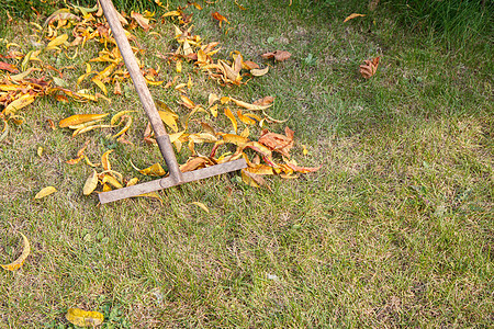 园丁在秋天清扫花园女士季节树叶后院院子工具农场公园园林成人图片