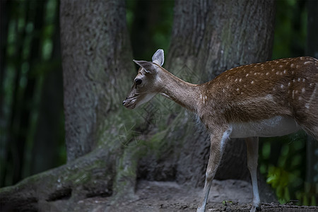 森林公园里有一只发现的小鹿吃草鹿角动物性牧场野生动物哺乳动物动物荒野首席公园动物群图片