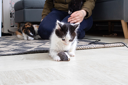 小黑白小猫在玩鼠鼠游戏猫科动物短空动物哺乳动物老鼠食物家畜乐趣宠物眼睛图片