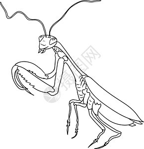 甲虫 彩色页 矢量 手画插图漏洞卡通片绘画黑色螳螂花园艺术孩子们动物森林图片