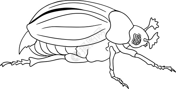 Roach 甲虫 彩色页面 矢量 手画插图图片