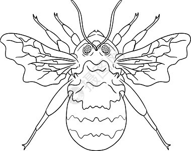 大黄蜂 甲虫 彩色页面 矢量 手画插图成人卡通片染色昆虫黑色教育压力花园动物白色图片