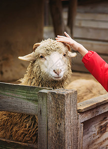 在农场的养羊处吃羊 有选择性地集中注意力友谊动物食物场地外壳谷仓羊毛家畜农村农业图片