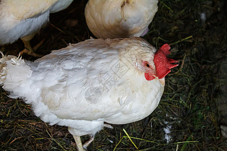 养鸡场的鸡棚 有选择的焦点扇贝家畜垃圾村庄鸡舍市场动物肉鸡羽毛居住图片