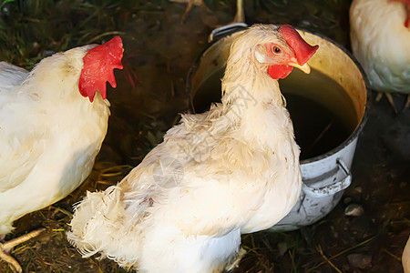 养鸡场的鸡棚 有选择的焦点家禽食物食肉母鸡饲料鸡舍扇贝垃圾公鸡农业图片