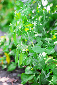 花园里的豆舱 有选择性的焦点美食生产扁豆团体蔬菜收成食物农业饮食农场图片