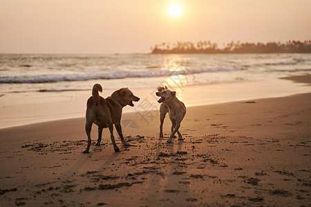 两只狗在斯里兰卡日落的海滩上玩图片