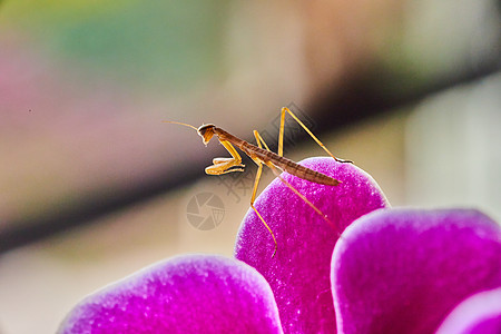 粉红兰花花上昆虫图片