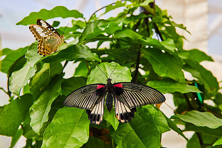 亚洲独特的蝴蝶在绿色植物上的对角背景图片
