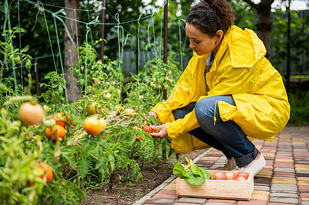 宜人的女农 穿着黄色雨衣的农学家 在生态农场收获自产有机西红柿爱好栽培农业生态农业食品生长健康饮食农田农场菜园图片