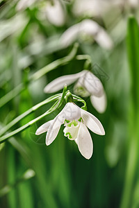 生长在绿色背景的庭院里的一朵白色雪花莲或雪花莲花 在自然界中开花的石蒜科球茎 多年生草本植物的特写图片