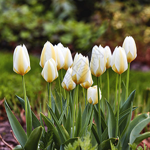夏天在后院花园里生长着美丽的白色郁金香 漂亮的开花植物开始在草坪上的花坛上绽放 春天在田野或公园里开满鲜花图片