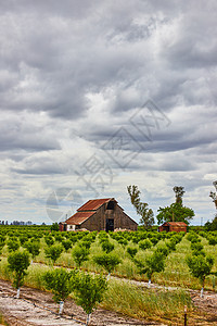 春初青春生青的年轻果树 在有红色旧谷仓的农场上背景图片