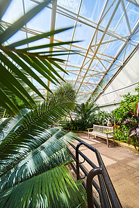 带长板 道路和玻璃屋顶的雨林温室图片