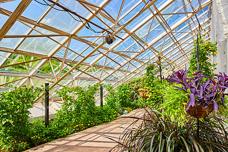 穿过令人惊叹的花岗花园 温室里有玻璃屋顶图片