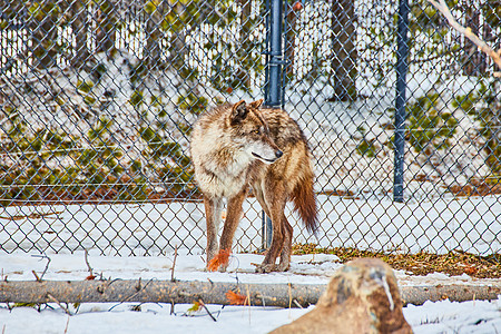 Wolf 探索积雪覆盖的围栏区域图片