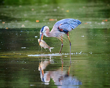 大蓝海隆 站在浅水中吃鱼的浅水里食物蓝鹭环境涉水池塘湿地海洋河口苍鹭野生动物图片
