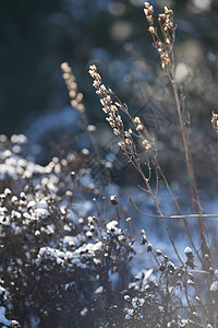 在一个阳光明媚的日子里 在一个家后院的户外 一个被雪覆盖的干燥花园 在寒冷的冬日午后 公园内多雪植物或大自然的细节 院子里覆盖着图片