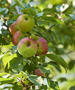 美丽的成熟苹果准备好被收获 生长在后院花园里 树上的美味水果准备被采摘为有机和新鲜农产品出售 大自然中多汁健康的零食图片