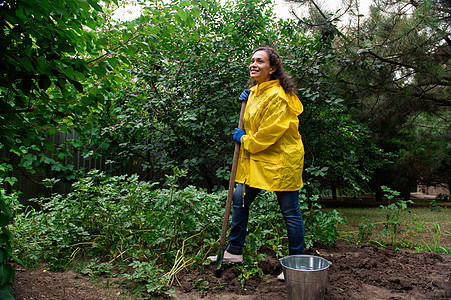 全长 女农民在有机蔬菜园的园艺中种菜时 挖土豆灌木丛 种植季节收割时间图片